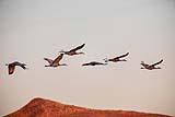Bosque Del Apache Dec 2018